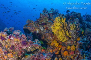 Colors of the Pacific, Puerto Vallarta México by Alejandro Topete 